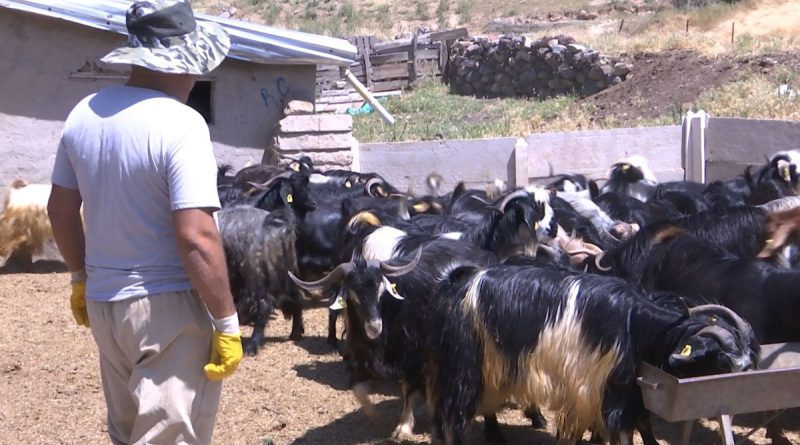 Elazığ’da kurbanlıklar görücüye çıktı: Fiyatlar 2 bin 500 liradan başlıyor