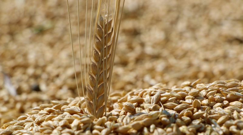 Elazığ’da yılın ilk arpa hasadı gerçekleştirildi