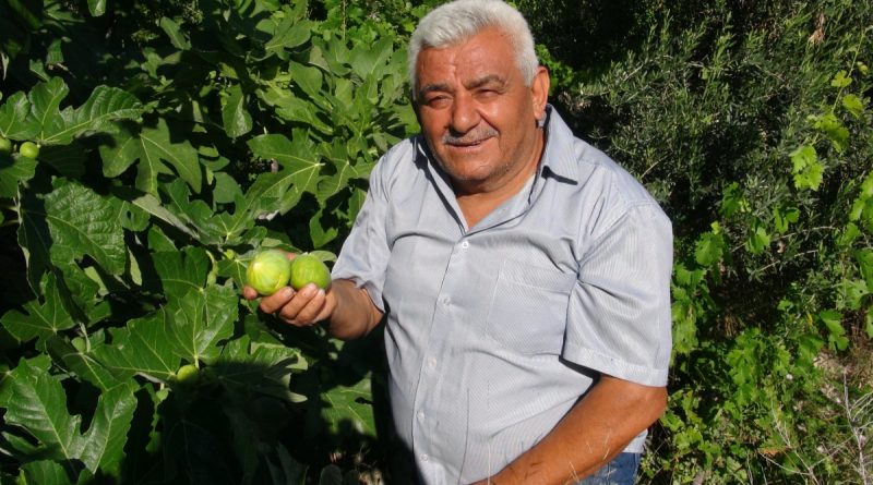 Erkenci incir üreticinin yeni gelir kapısı oldu