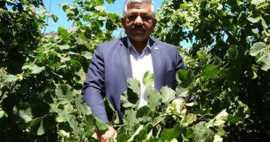 Fındıkta 'erken hasat' uyarısı