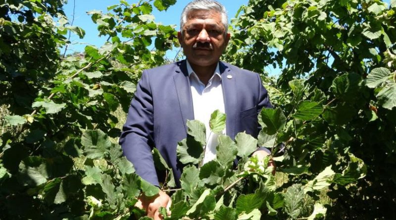 Fındıkta 'erken hasat' uyarısı