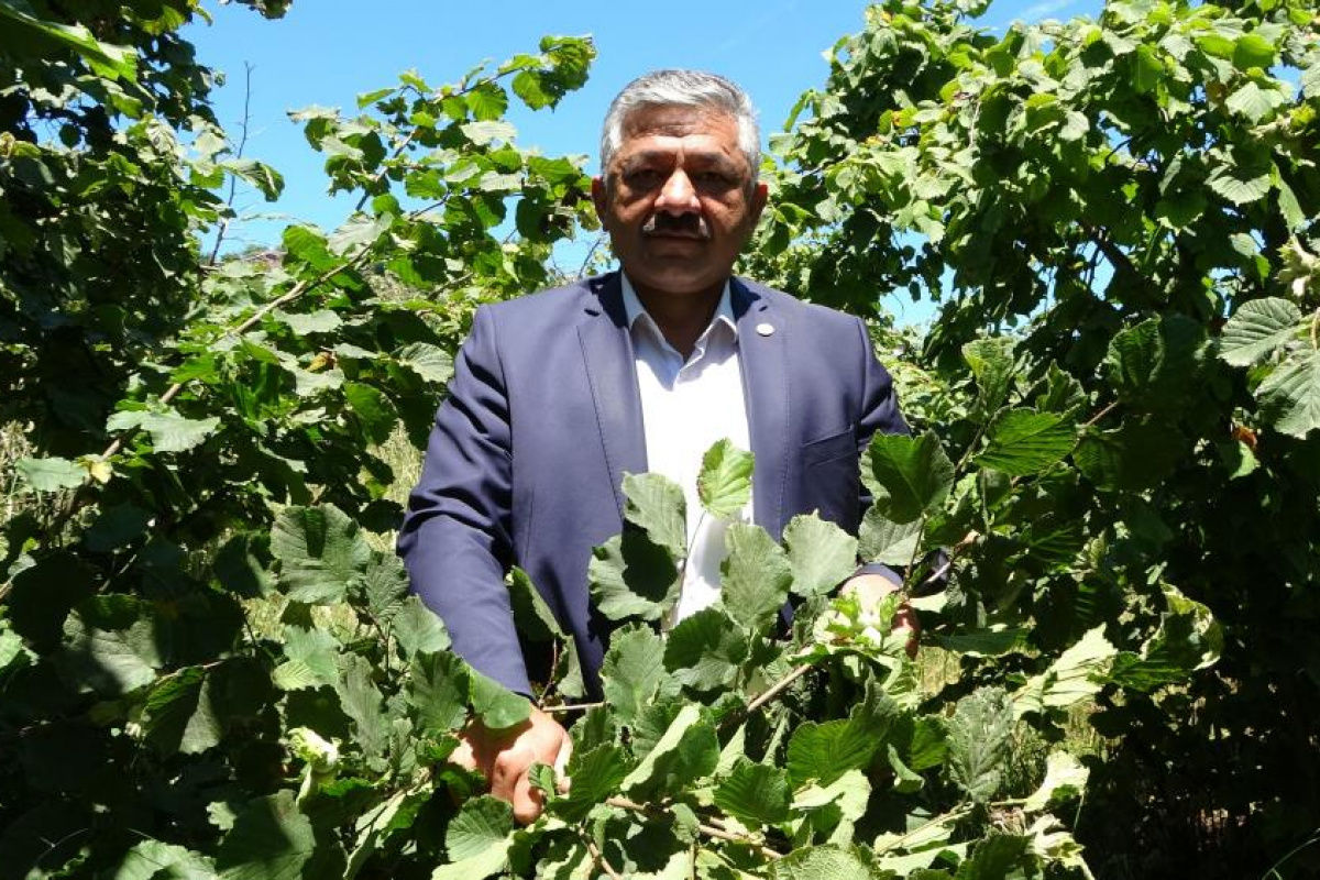 Fındıkta 'erken hasat' uyarısı