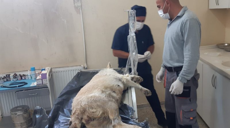 Gebe köpek için belediye ekipleri seferber oldu