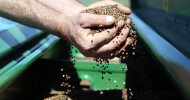 Gümüşhane’de karabuğday çiftçilerin umudu oldu