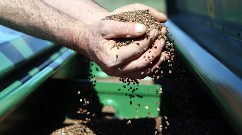 Gümüşhane’de karabuğday çiftçilerin umudu oldu