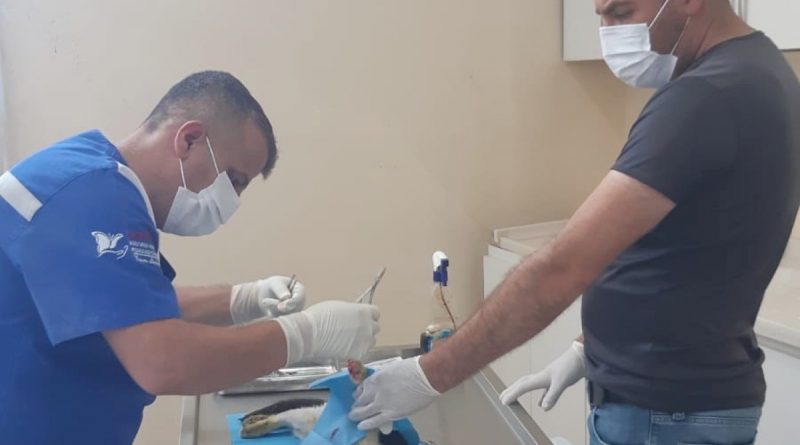 Hakkari'de kediye amputasyon ameliyatı