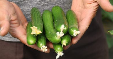 Hasadı başlayan salatalıkta fiyat ters yönde