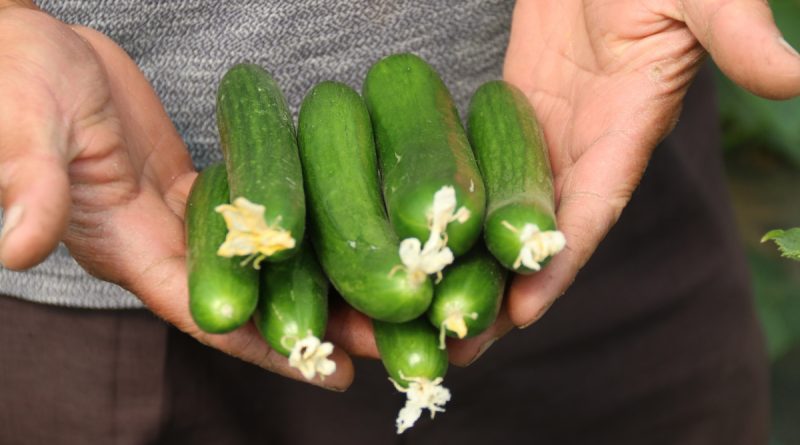 Hasadı başlayan salatalıkta fiyat ters yönde