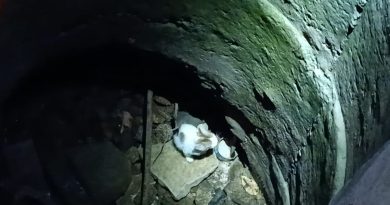 Hatay'da kuyuya düşen yavru kediyi itfaiye kurtardı