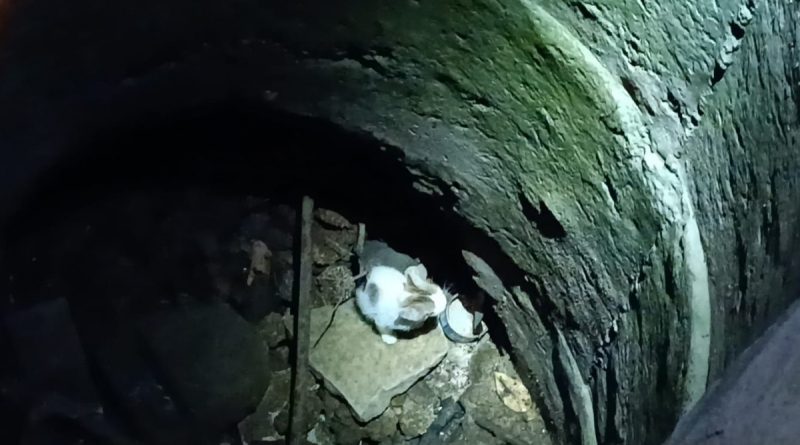 Hatay'da kuyuya düşen yavru kediyi itfaiye kurtardı