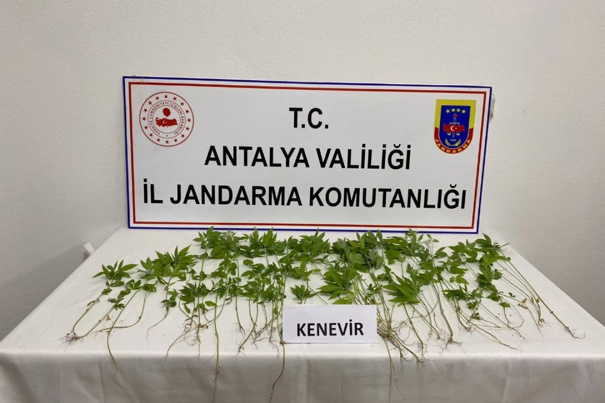 İş yerinin yatakhanesinde kenevir yetiştiren şüpheli yakalandı
