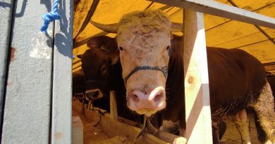 İstanbul'a kurbanlıklar pazara geldi, ilk günden çetin pazarlıklar yapıldı