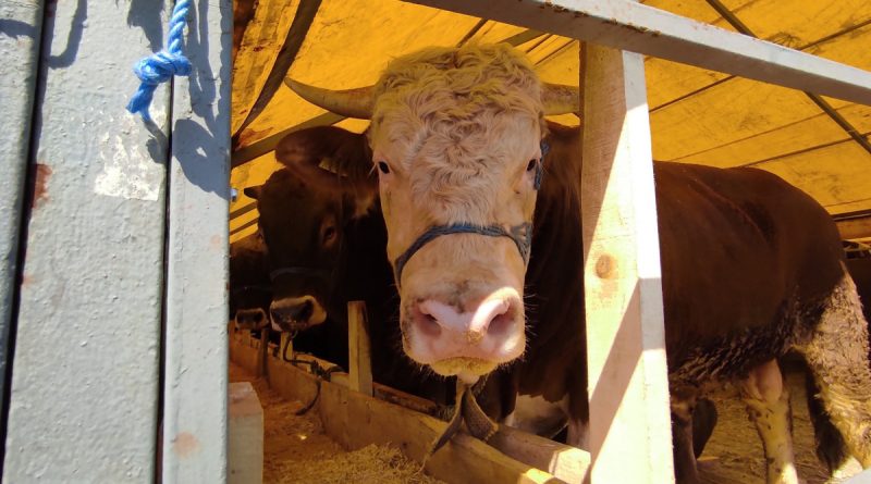 İstanbul'a kurbanlıklar pazara geldi, ilk günden çetin pazarlıklar yapıldı