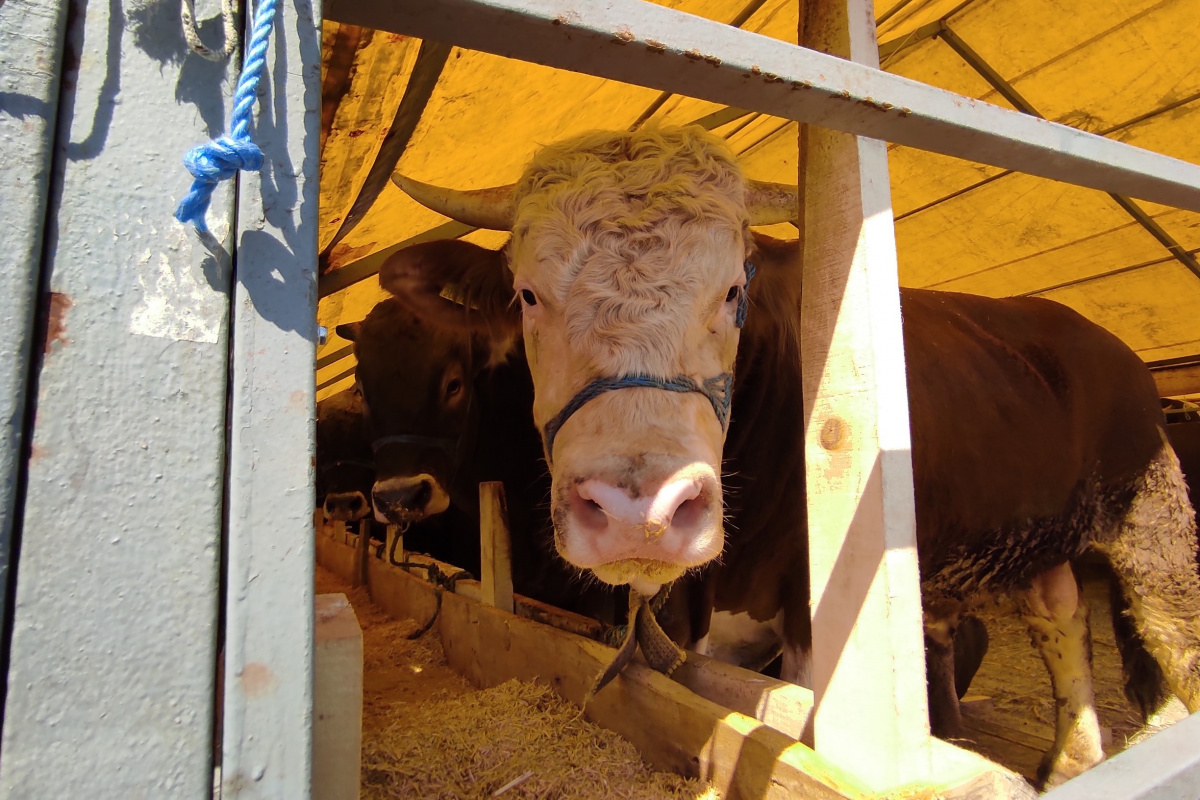 İstanbul'a kurbanlıklar pazara geldi, ilk günden çetin pazarlıklar yapıldı