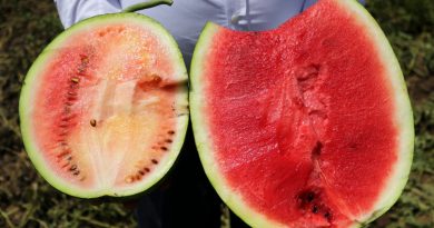 İyi karpuz nasıl olmalı? Çiftçiler kelek karpuza karşı uyardı