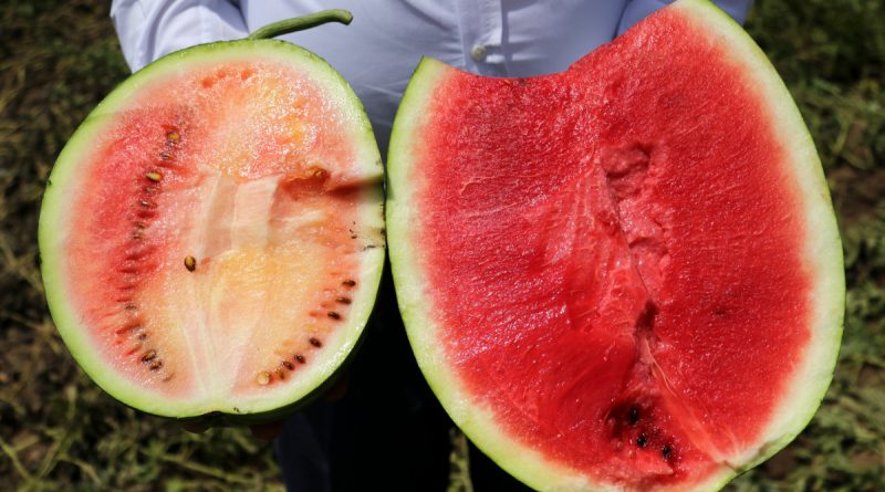 İyi karpuz nasıl olmalı? Çiftçiler kelek karpuza karşı uyardı