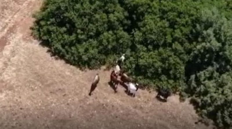 Jandarma kayıp keçileri dronle buldu