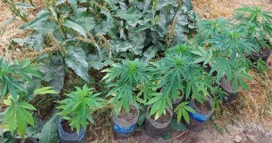 Jandarmadan kenevir operasyonu