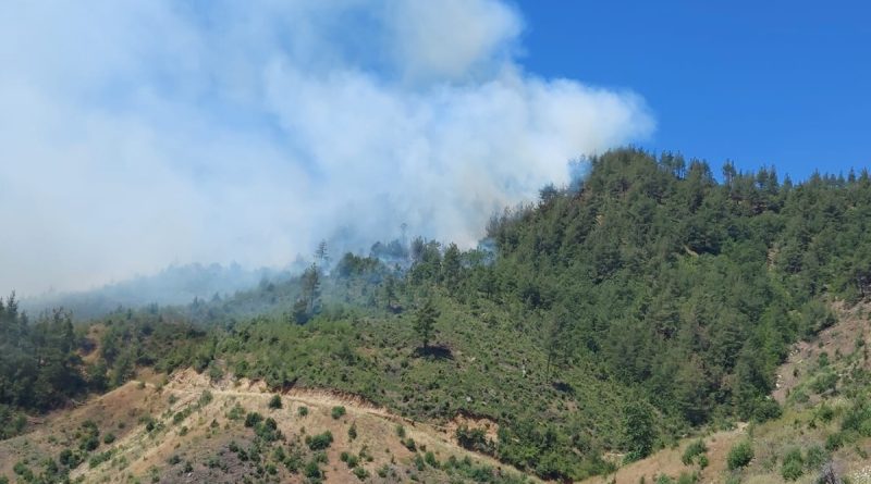 Kahramanmaraş'ta orman yangını