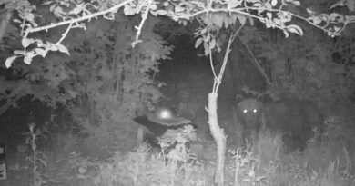 Kastamonu’da bozayı, arı kovanını parçalayıp balları yedi