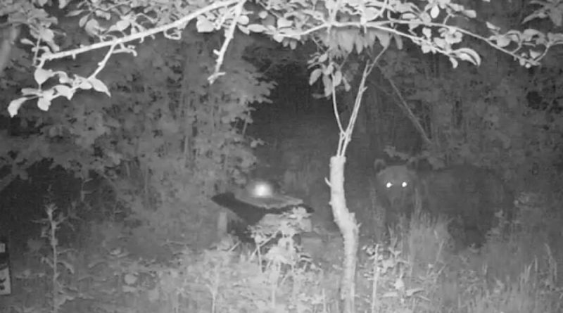 Kastamonu’da bozayı, arı kovanını parçalayıp balları yedi