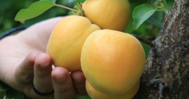 Kayısıda Çağataybey farkı