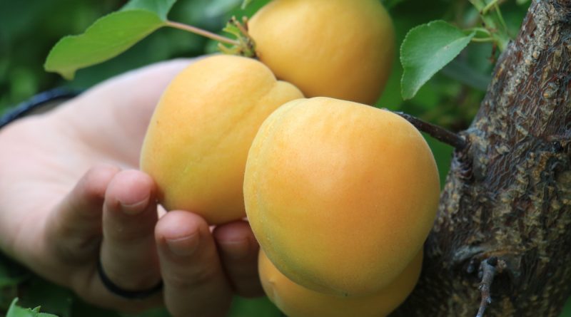 Kayısıda Çağataybey farkı