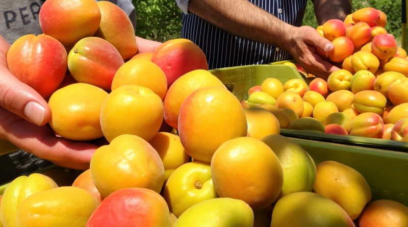 Kayısının altın yılı! Üreticinin yüzü iki kez güldü