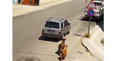 Keçileri kaçıran sürücü kamerada