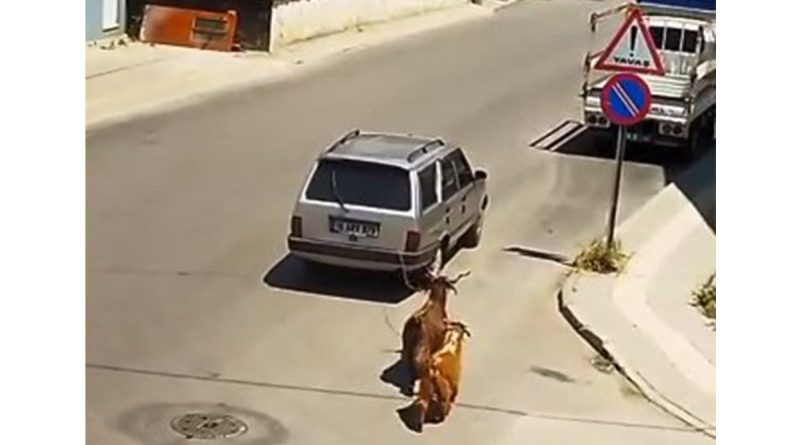 Keçileri kaçıran sürücü kamerada