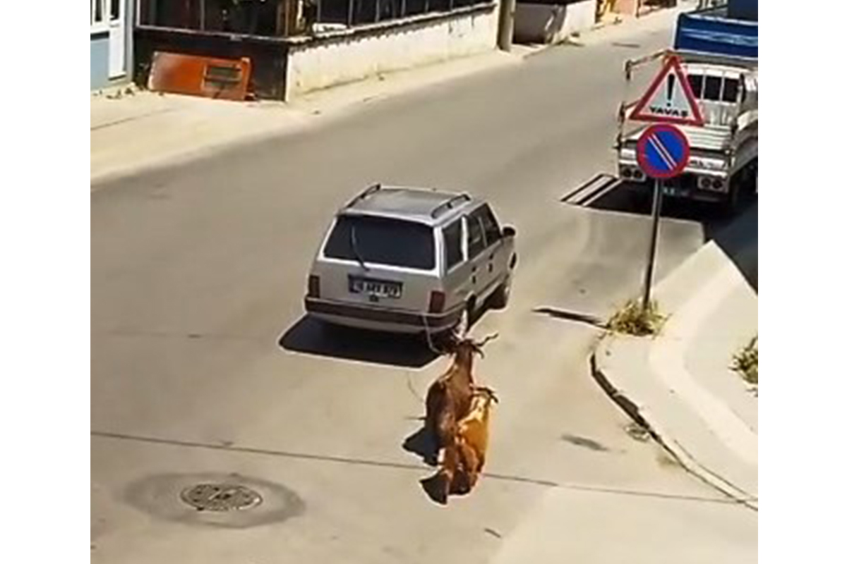 Keçileri kaçıran sürücü kamerada