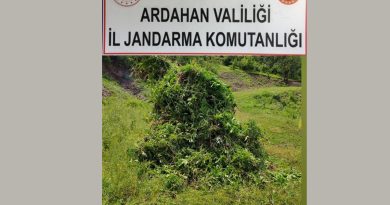 Kendiliğinden yetişen 5 bin 340 kök kenevir bitkisi imha edildi