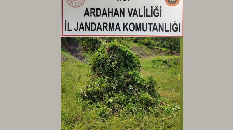 Kendiliğinden yetişen 5 bin 340 kök kenevir bitkisi imha edildi