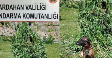 Kendiliğinden yetişen 5 bin 340 kök kenevir imha edildi