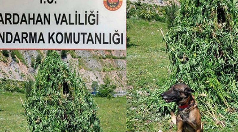 Kendiliğinden yetişen 5 bin 340 kök kenevir imha edildi