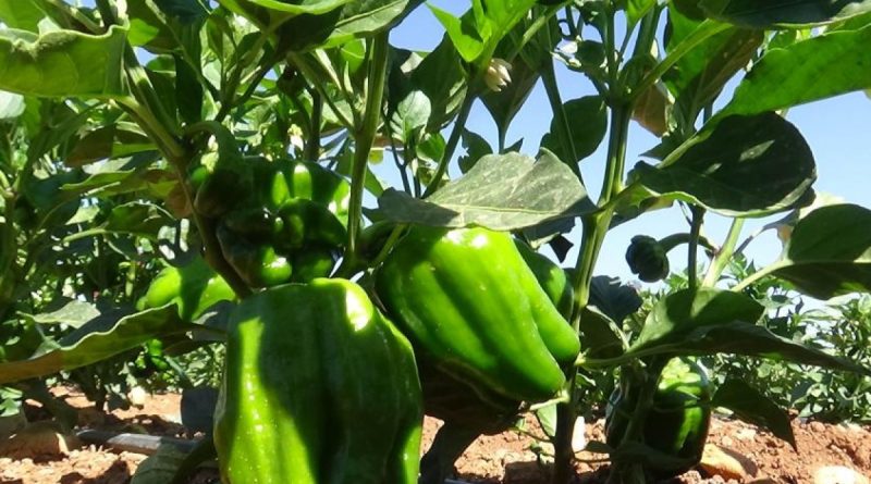 Kilis’te acı biber tarlada 6 TL, markette 15 TL’den satılıyor