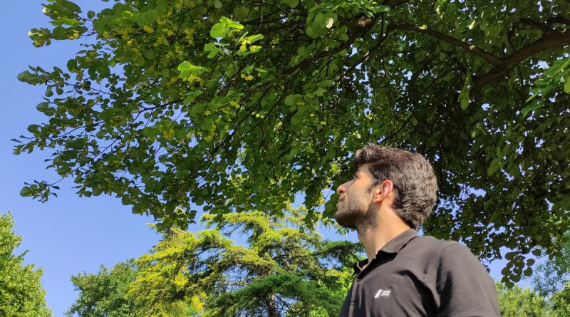 Kilosu yüzlerce lira...Her cadde ve parkta var, kimse toplamıyor