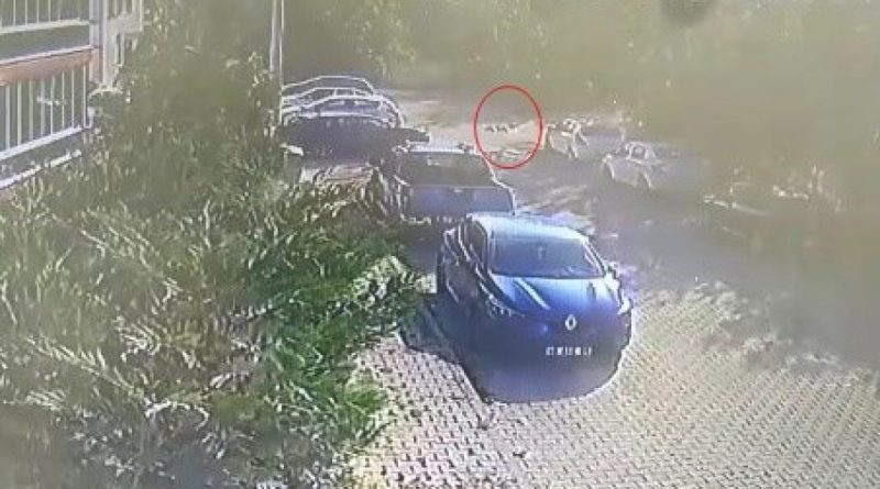 Köpeğe çarpıp yoluna devam etti, güvenlik kamerasına yakalandı