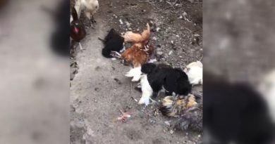 Köpekler evin bahçesindeki tavukları telef etti
