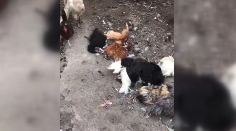 Köpekler evin bahçesindeki tavukları telef etti