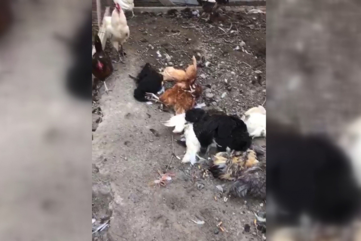 Köpekler evin bahçesindeki tavukları telef etti