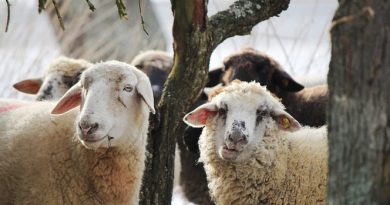 Kurban kesim ve hareketliliklerinde uyulması gereken esaslar belirlendi