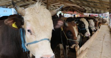 Kurban pazarının 1,3 tonluk Şampiyon'u