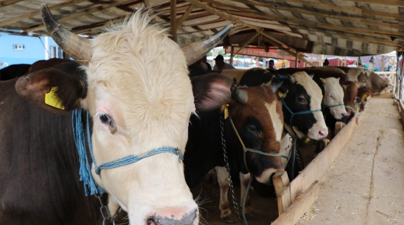 Kurban pazarının 1,3 tonluk Şampiyon'u