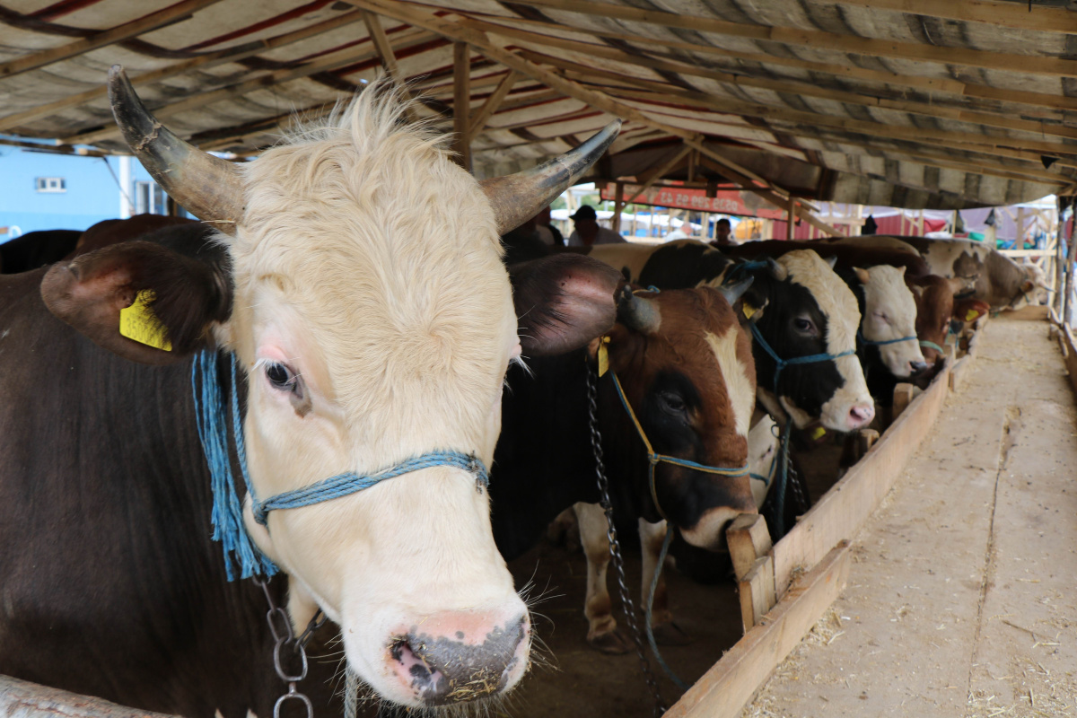 Kurban pazarının 1,3 tonluk Şampiyon'u