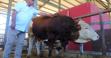 Kurban pazarının ‘Kral’ tosunu 50 bin TL'ye alıcısını bekliyor