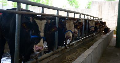 Kurbanlık hayvanlar pazardaki yerlerini aldı