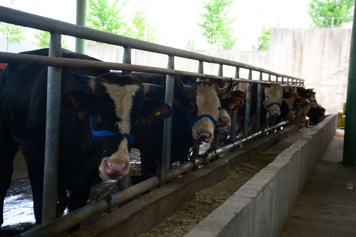 Kurbanlık hayvanlar pazardaki yerlerini aldı