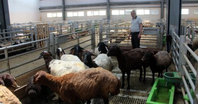 Kurbanlık satışlarında küçükbaş hayvanlar revaçta