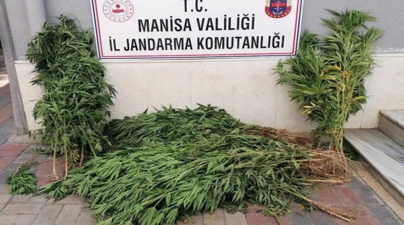 Manisa’da iki ilçede kenevir operasyonu